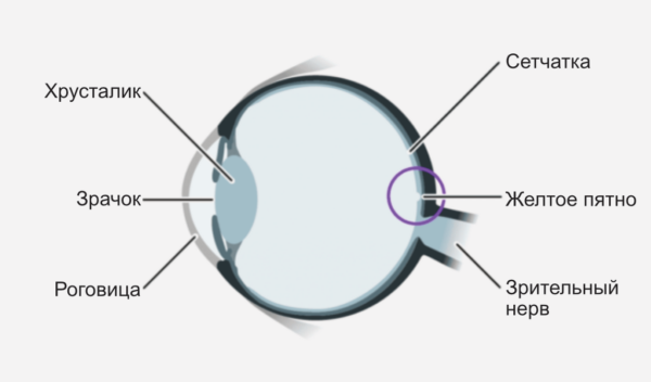 Рисунок: Глаз в поперечном сечении. Желтое пятно - это часть сетчатки, которая особенно важна для острого зрения.